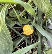 Popular!! 5 Lemon Starburst Pepper Plants!! Ready To Ship - image 4
