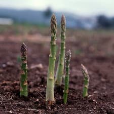 Asparagus Seeds, UC 157 F2, Hybrid, Most Popular Planting Asparagus, FREE SHIP