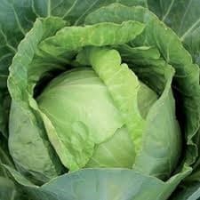 Premium Copenhagen Market Early Cabbage - Very Popular Heirloom Variety!