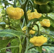 Popular!! 5 Lemon Starburst Pepper Plants!! Ready To Ship - image 2