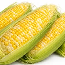 Ambrosia Sweet Corn Seeds Bi-Color Hybrid Non-GMO 75 Day Vegetable Seed