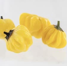 Popular!! 5 Lemon Starburst Pepper Plants!! Ready To Ship - image 3