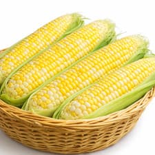 Ambrosia Sweet Corn Seeds Bi-Color Hybrid Non-GMO 75 Day Vegetable Seed - image 3