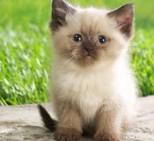 SIMPLE CAT GRASS BLEND | 100% US ORGANIC + 4 POPULAR Seeds + Super FAST Shipping - image 5