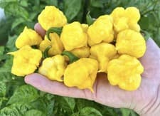 Popular!! 5 Lemon Starburst Pepper Plants!! Ready To Ship