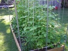 Premium Kentucky Wonder Pole Bean - Fresh Heirloom Seed - Most Popular Pole Bean